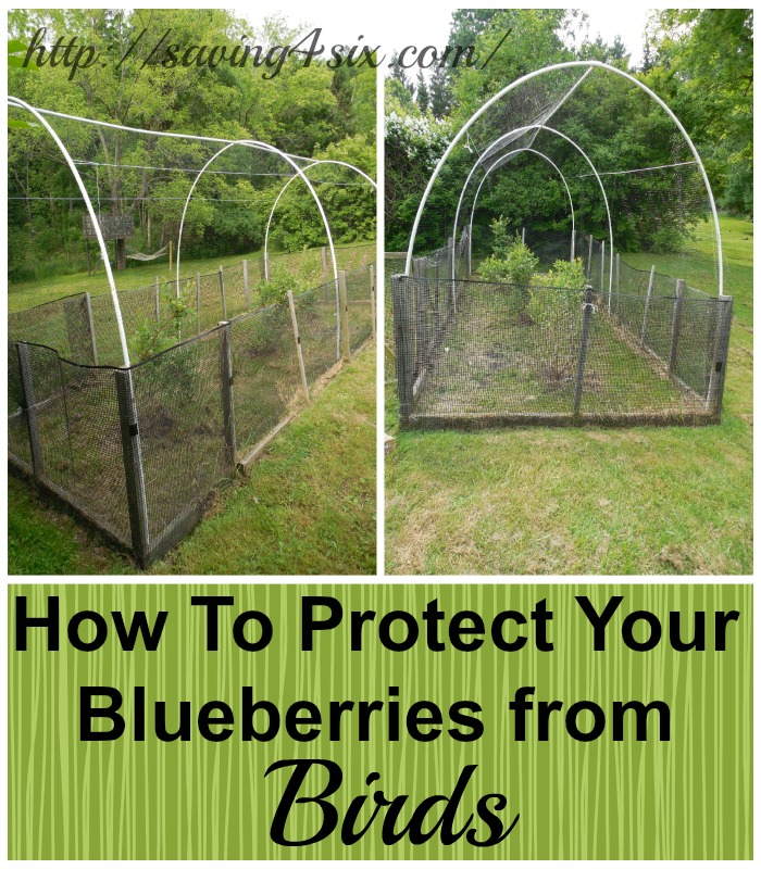 How To Protect Your Blueberries